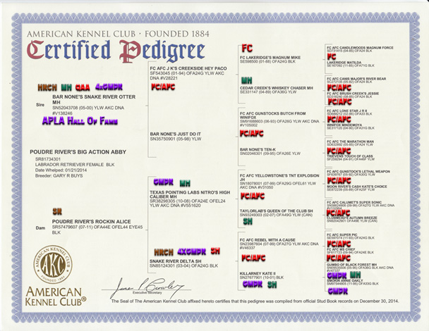Abby Pedigree