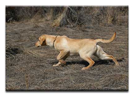 Lexi Riley Pup Jenny