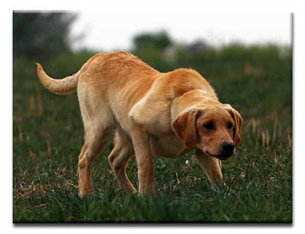 Jackson Working Upland