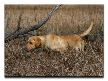 Jackson pointing Cobb Lkae