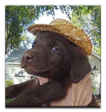 Choco-cowboy -pup