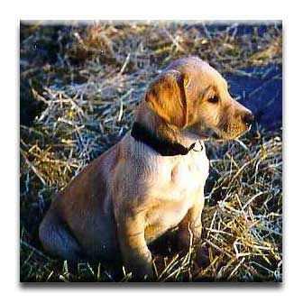 Otter eight weeks old