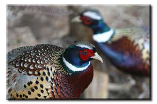 Pheasant