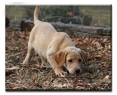 Sally Pup Pointing 2